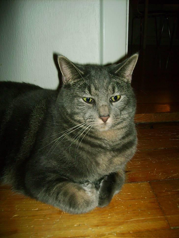 Maine Coon Silver  billede 14