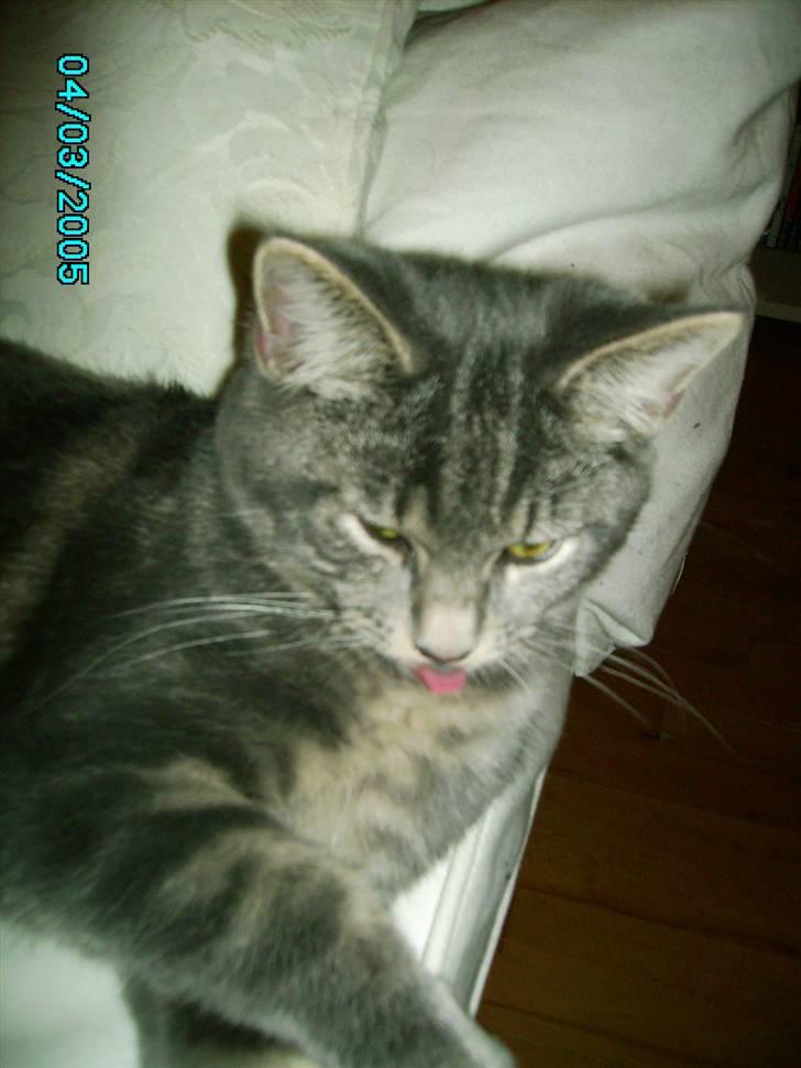 Maine Coon Silver  billede 15