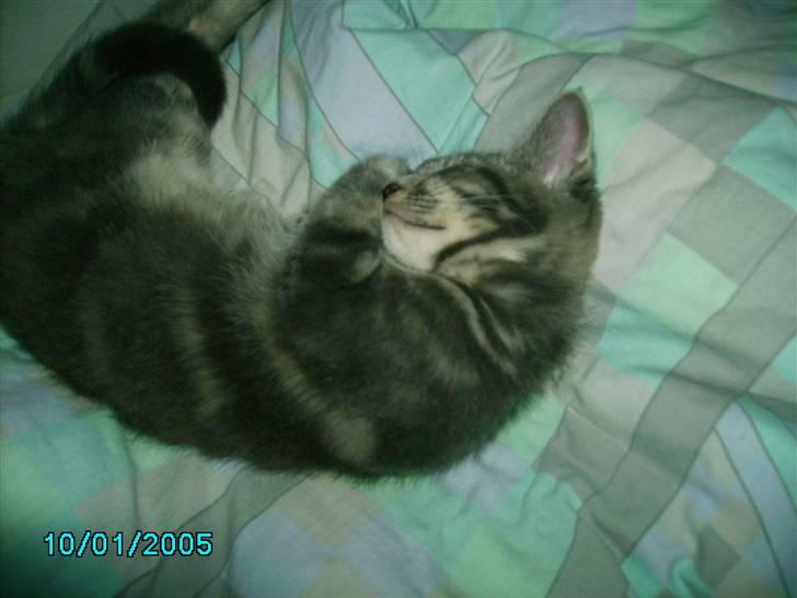 Maine Coon Silver  billede 16