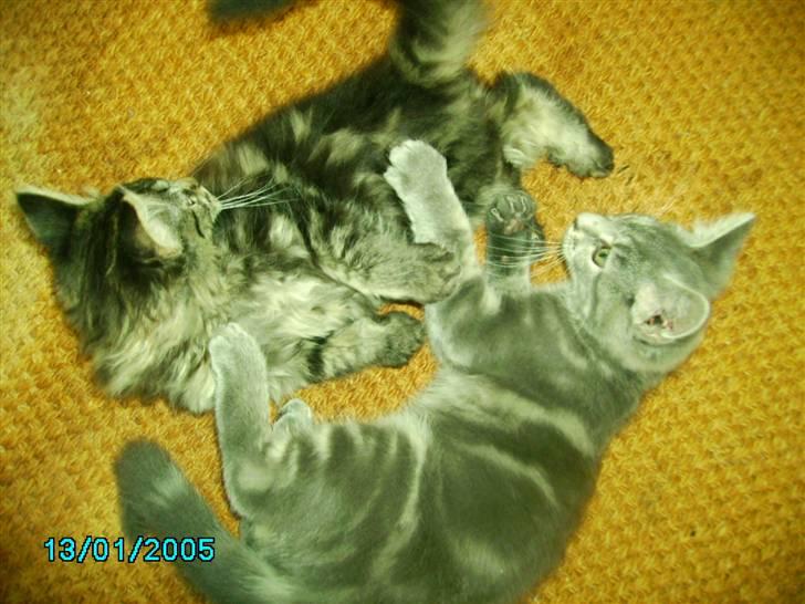 Maine Coon Silver  billede 17