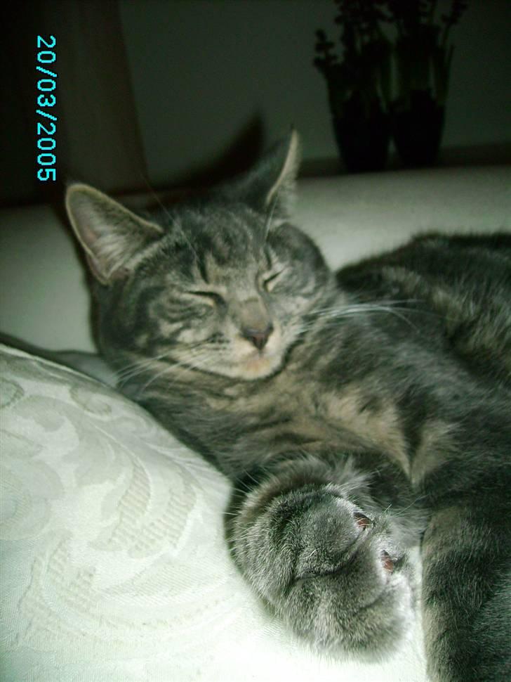 Maine Coon Silver  billede 18