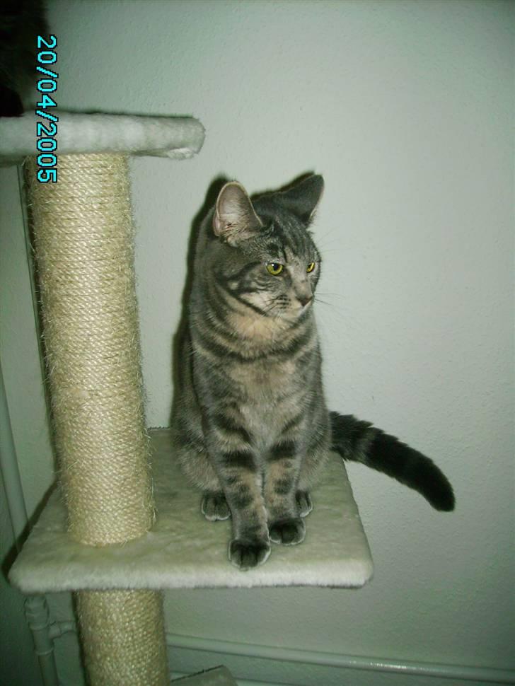 Maine Coon Silver  billede 19