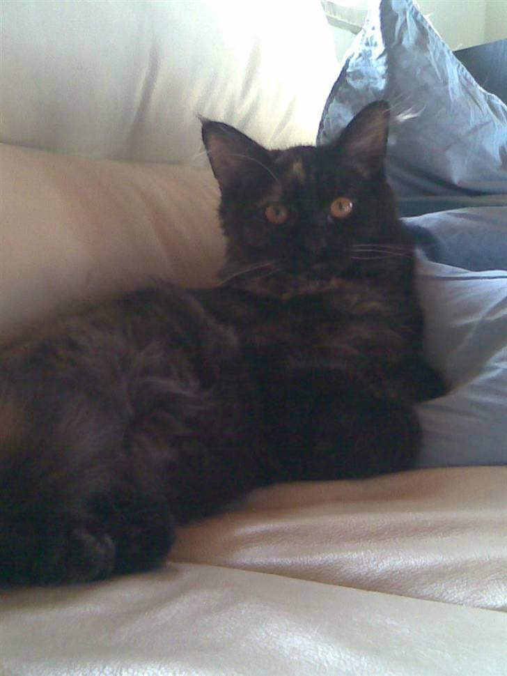 Maine Coon dumle billede 1