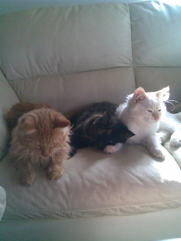 Maine Coon dumle billede 2