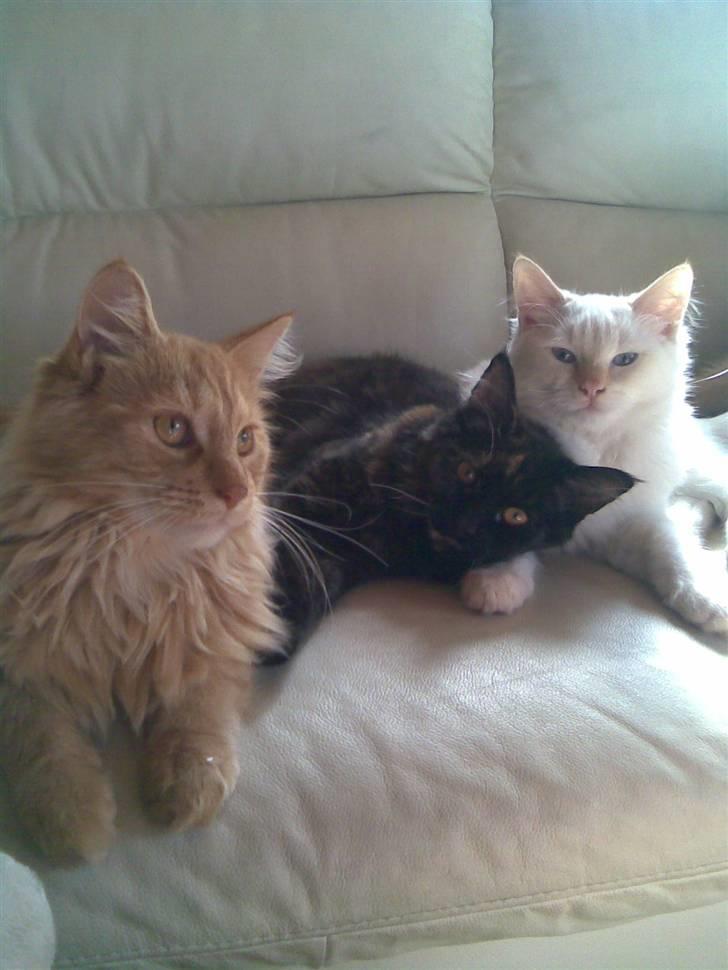 Maine Coon dumle billede 3