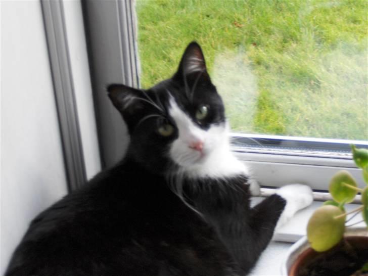 Blanding af racer Laban - Velkommen til Labans profil billede 1