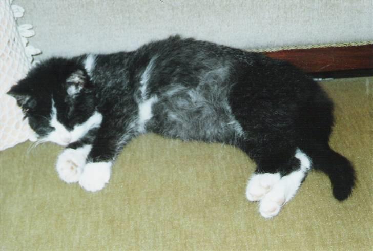 Blanding af racer Laban - Lille Laban sover billede 2