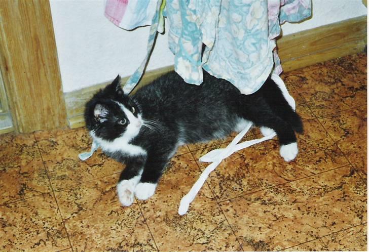 Blanding af racer Laban - Lille Laban med forklæde på. Eller.... ;-) billede 3