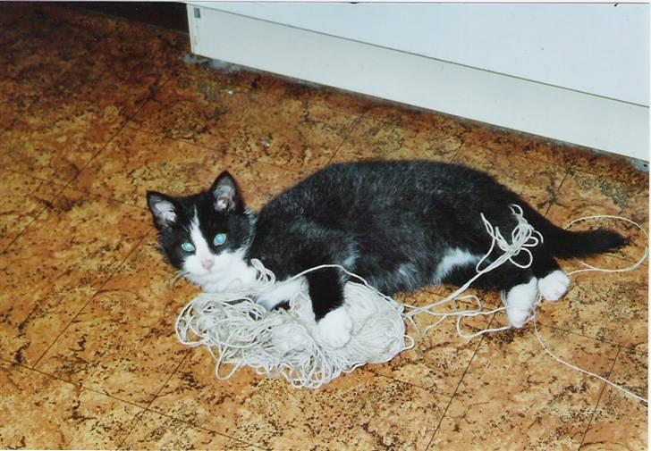 Blanding af racer Laban - Lille Laban strikker. Eller.... ;-) billede 4