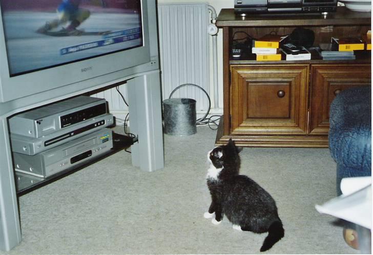 Blanding af racer Laban - Lille Laban ser fjernsyn billede 5