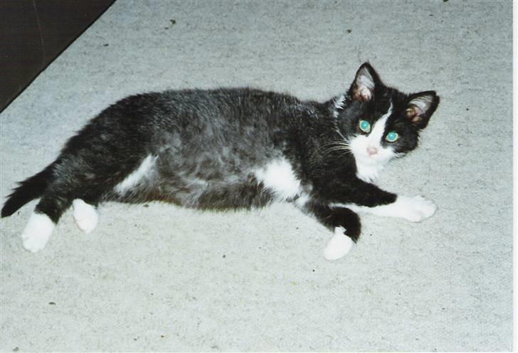 Blanding af racer Laban - Lille Laban på gulvet. Her kan man rigtigt se hans spættede pels billede 6