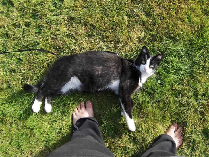 Blanding af racer Laban - Laban. Og mine fødder ;-)  Her kan man godt se at han stadig har grå underuld billede 7