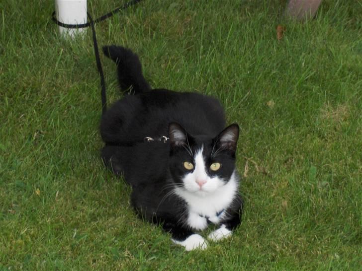 Blanding af racer Laban - Flotte Laban billede 8