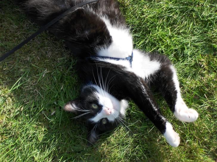 Blanding af racer Laban - Jeg overgiver mig ;-) billede 9