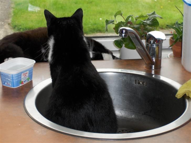 Blanding af racer Laban - Vaskekatten. Her sidder Laban og skuer ud over gårdspladsen billede 10