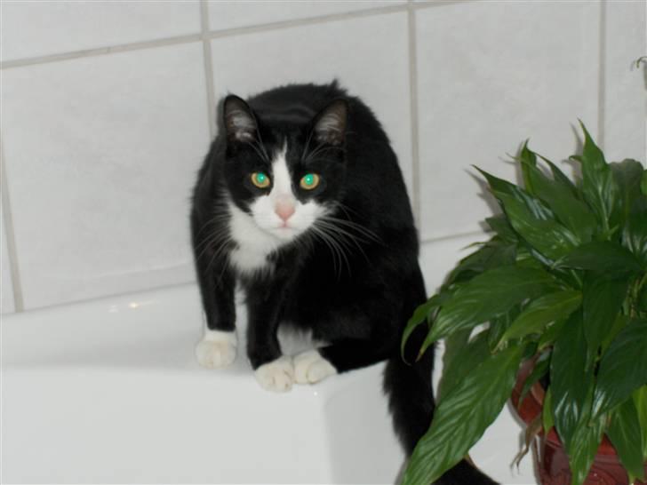 Blanding af racer Laban - Laban i bad. Eller... ;-) billede 11