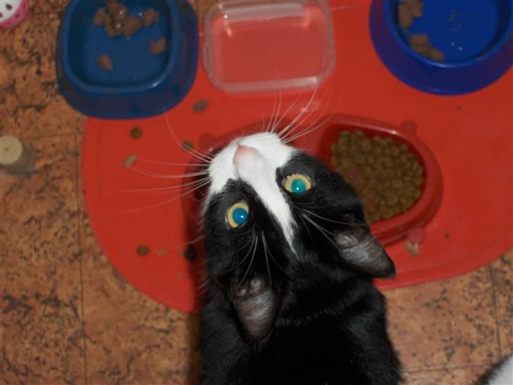 Blanding af racer Laban - Er der mad nu? billede 15