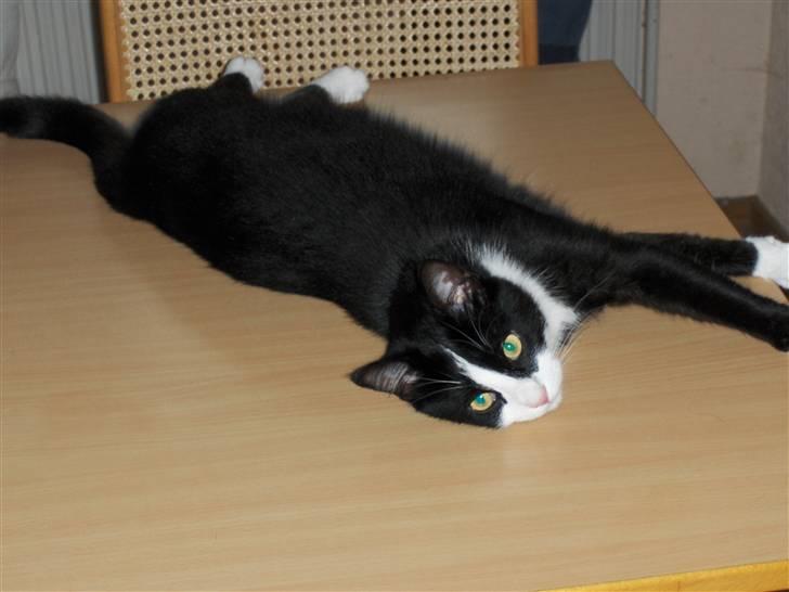 Blanding af racer Laban - Laban på køkkenbordet. Hvem sagde lang kat? ;-) billede 16