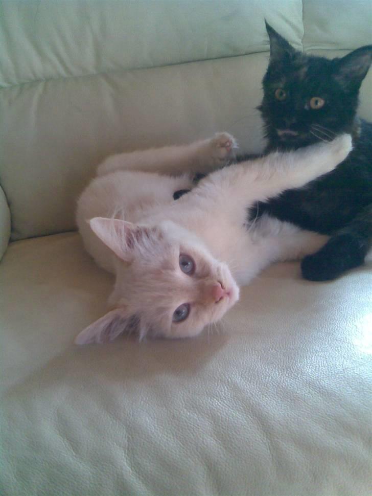 Hellig Birma dooley billede 2