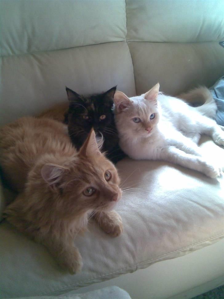 Hellig Birma dooley billede 3