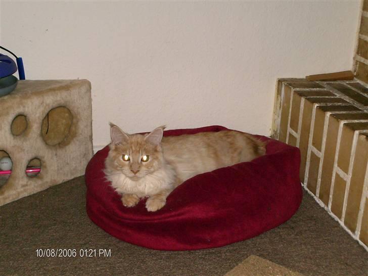 Maine Coon Bermuda Mystery(Mysse) billede 4