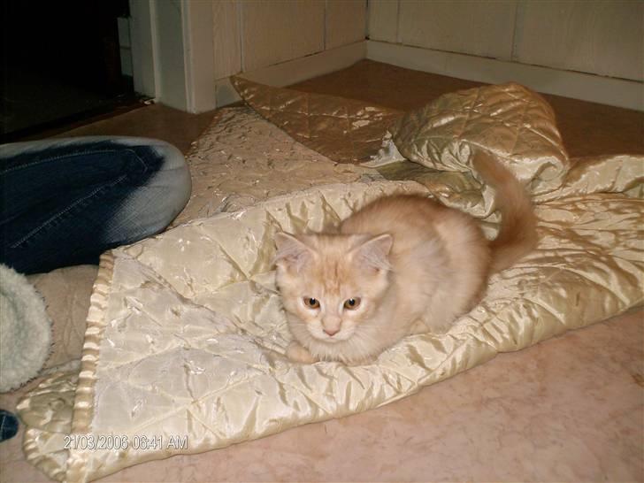 Maine Coon Bermuda Mystery(Mysse) billede 5