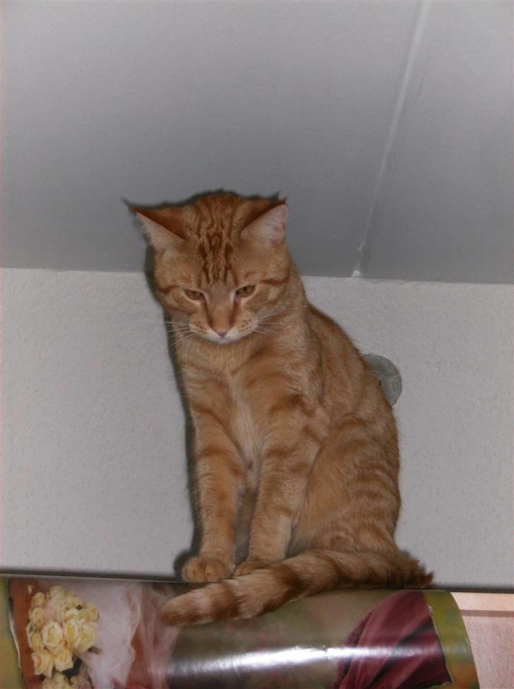 Huskat Sebastian billede 1