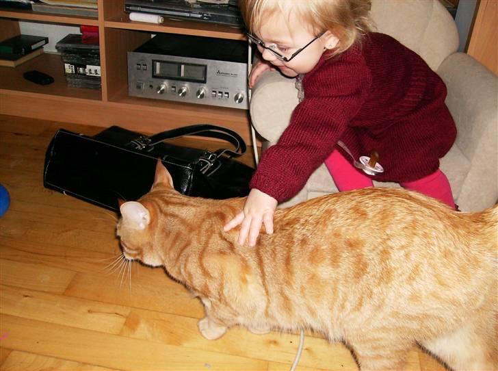 Huskat Sebastian billede 2