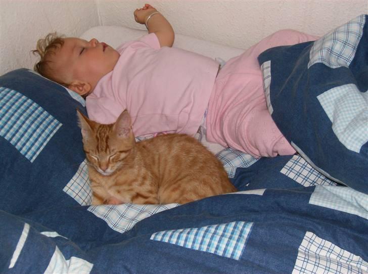 Huskat Sebastian billede 3