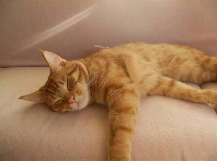 Huskat Sebastian billede 4