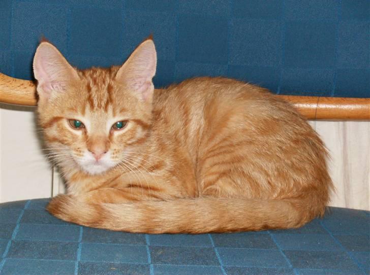 Huskat Sebastian billede 5