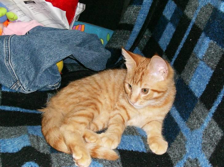 Huskat Sebastian billede 6