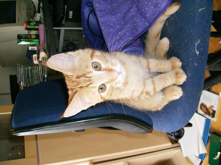 Huskat Sebastian billede 7