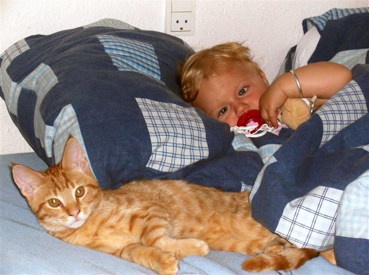 Huskat Sebastian billede 8