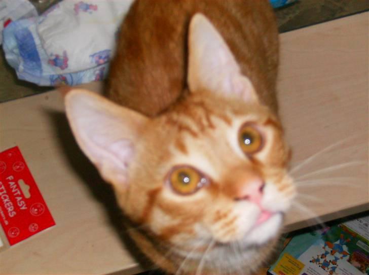 Huskat Sebastian billede 9