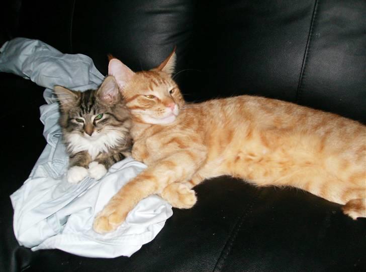 Huskat Sebastian billede 10