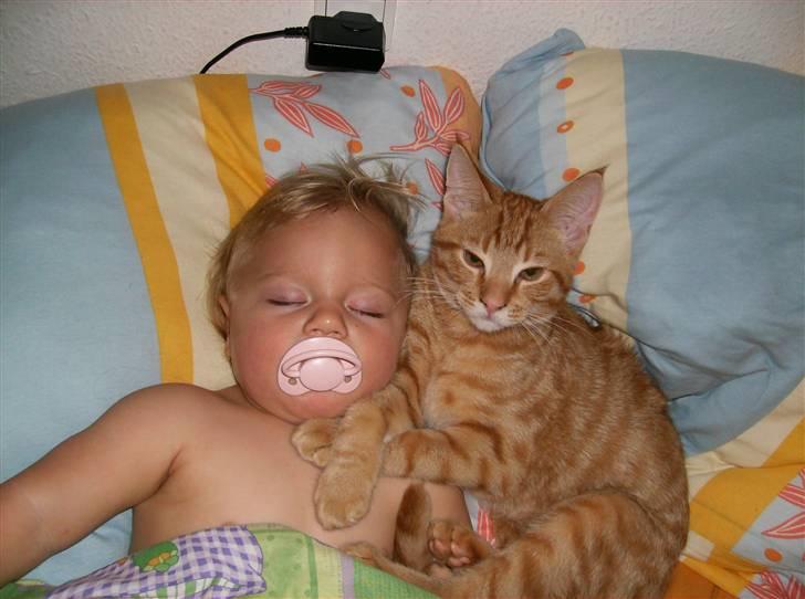 Huskat Sebastian billede 11