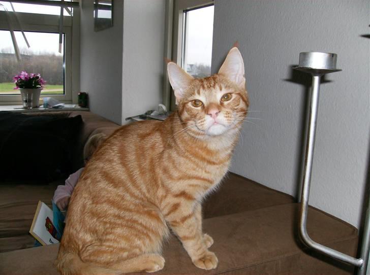 Huskat Sebastian billede 12