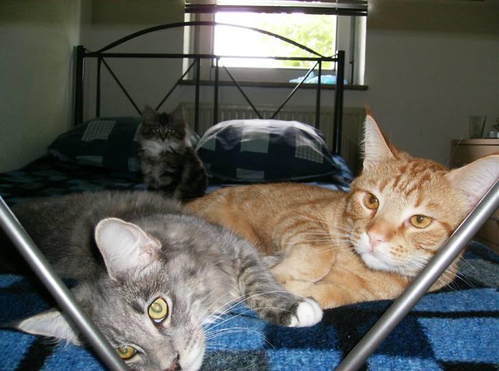 Huskat Sebastian billede 13