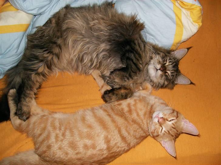 Huskat Sebastian billede 14