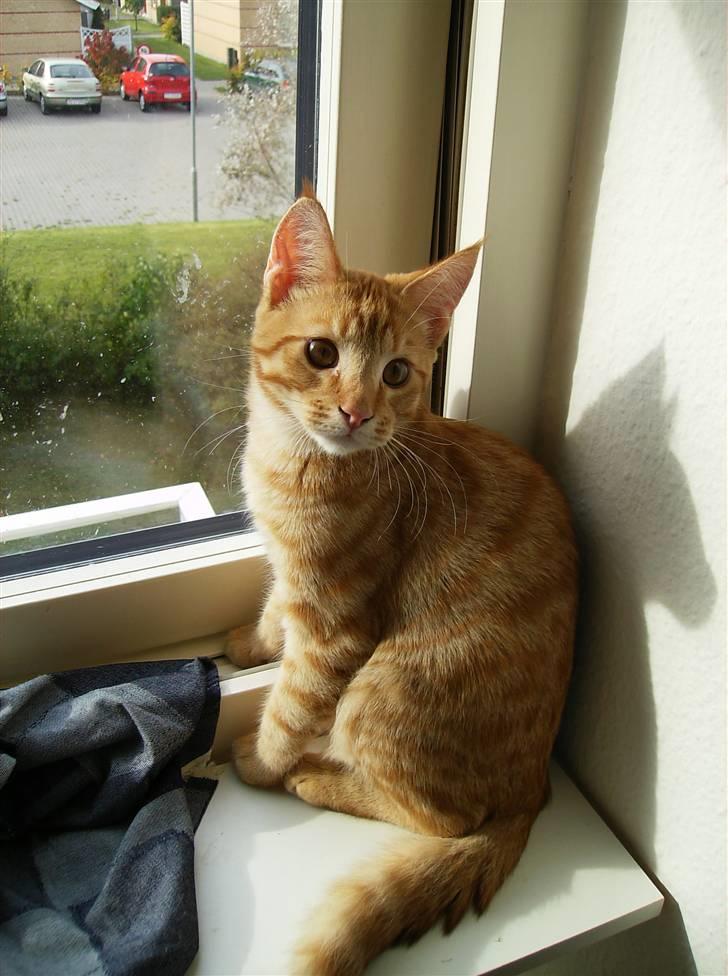 Huskat Sebastian billede 15