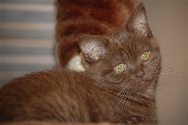 British Shorthair DK Vester's Isis billede 2