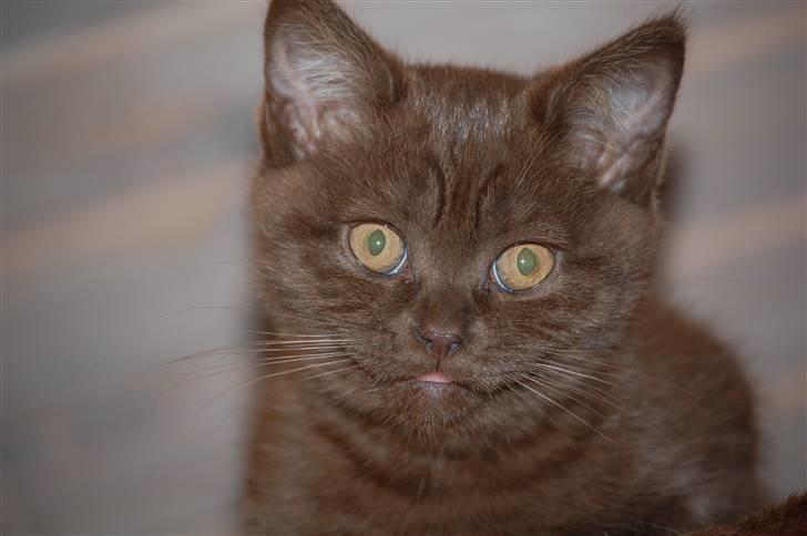 British Shorthair DK Vester's Isis billede 3