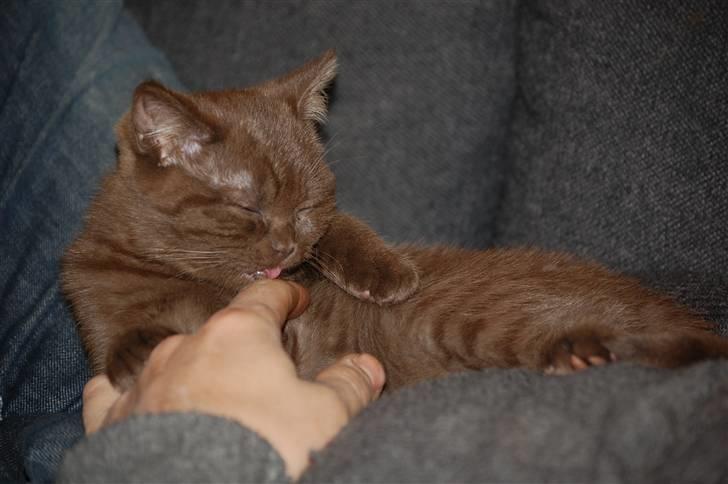 British Shorthair DK Vester's Isis billede 5