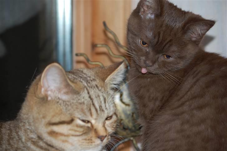 British Shorthair DK Vester's Isis billede 6