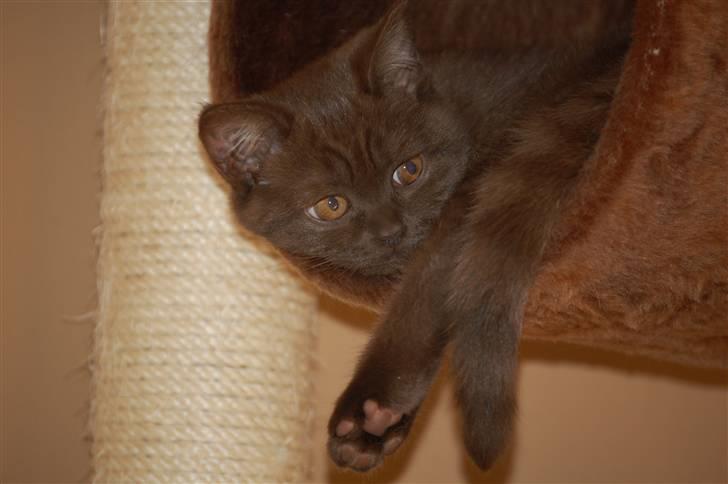 British Shorthair DK Vester's Isis billede 7