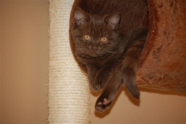 British Shorthair DK Vester's Isis billede 8