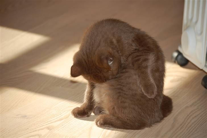 British Shorthair DK Vester's Isis billede 9