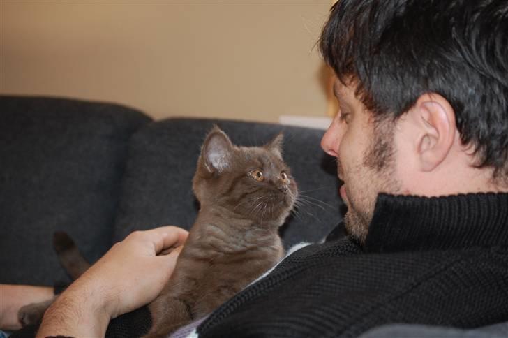 British Shorthair DK Vester's Isis billede 10