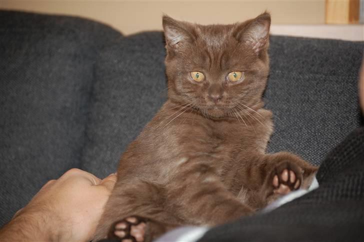 British Shorthair DK Vester's Isis billede 11